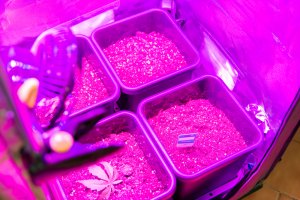 15 litrowe donice wewnątrz zestawu Growbox, widoczne atrapy roślin z oznaczeniami danego gatunku rośliny, z lewej strony widoczny wiatrak mieszający, oświetlenie LED,