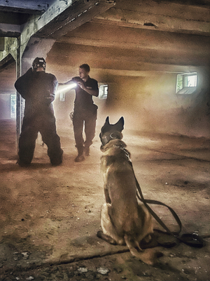 Policyjni pozoranci w trakcie ćwiczeń z psami służbowymi.
